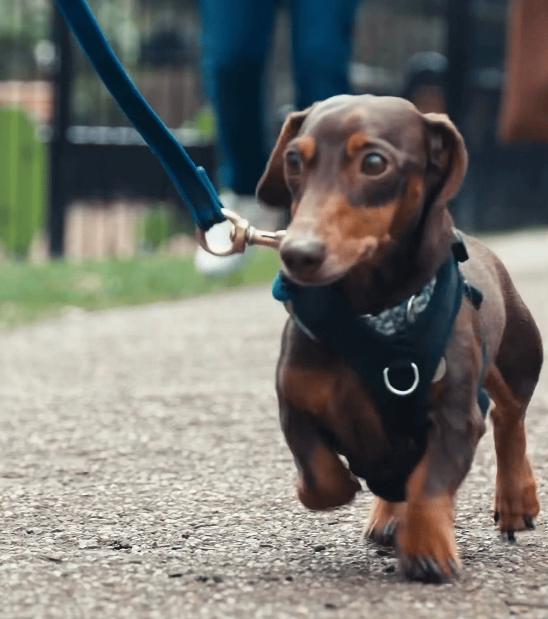 诺丁汉森林球员每周花近1000镑, 将爱犬送到机构里训练行为
