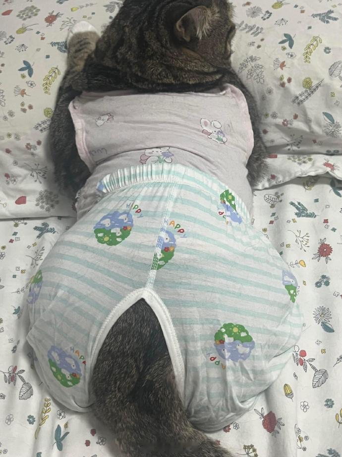 一看就是奶奶养大的猫​​​