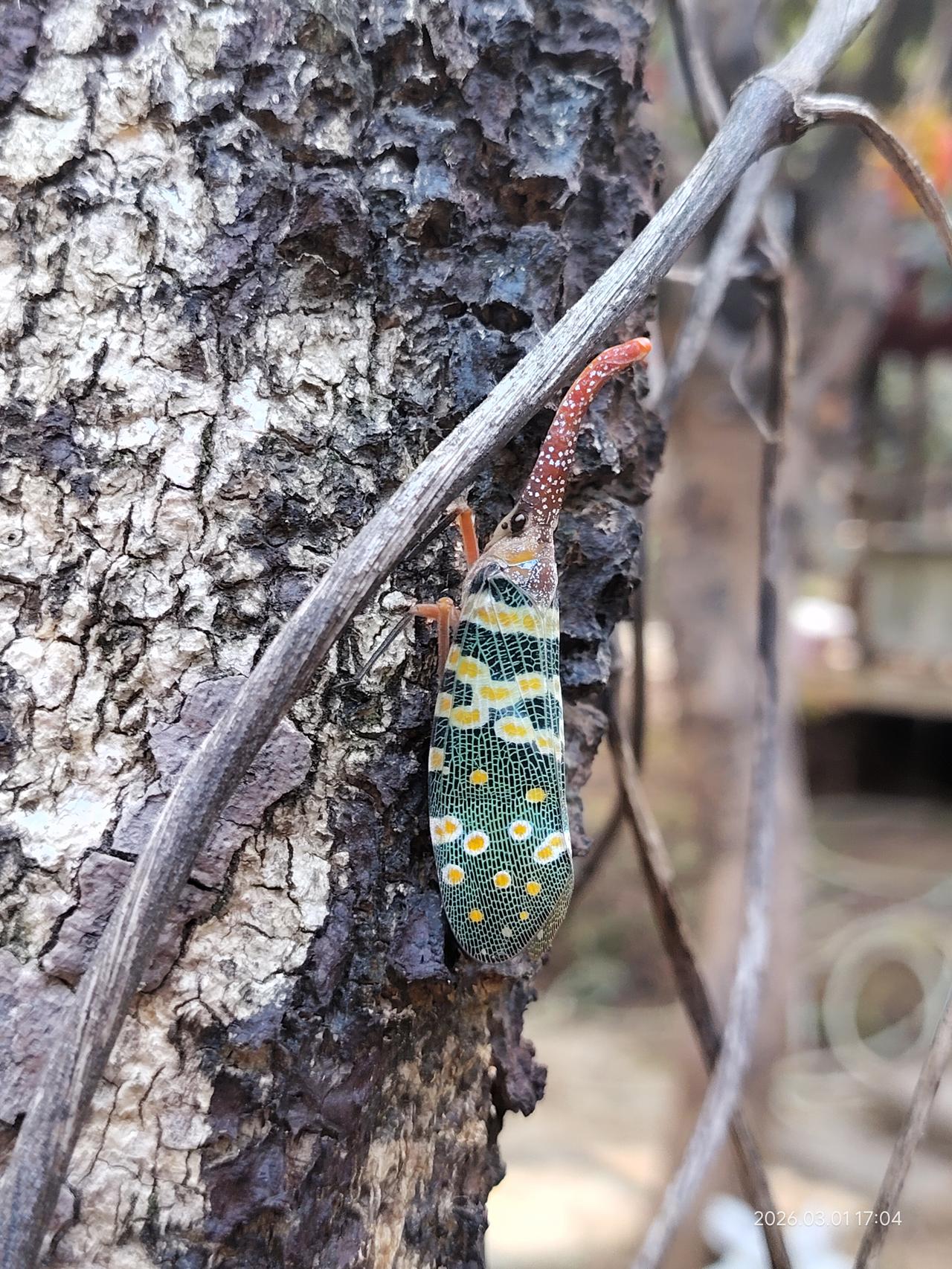 刚在树上看👀到这个树干上不明物好奇，这是啥呢？
