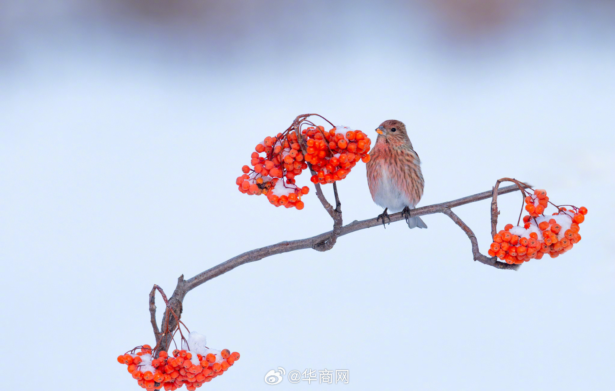 #三秦暮鼓#【#鸟儿雪中嬉戏好像国画#】黑龙江伊春，鸟儿在河边觅食、嬉戏，绚丽