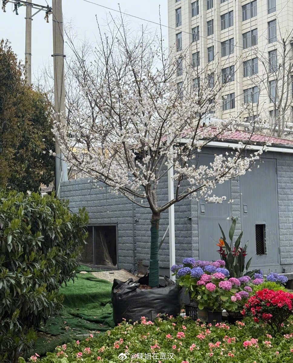 武汉武汉为了明天的汉马也是拼了，大半夜现种樱花树武汉宜踏青赏花观汉马武汉