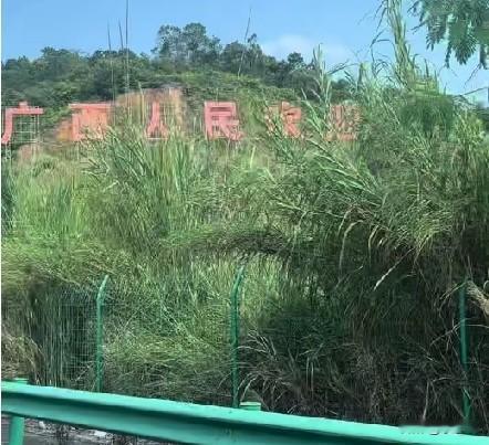 近日，一网友喊话广西文旅:“广西文旅看见了吗？麻烦把树砍一下，挡到我打卡了。”原