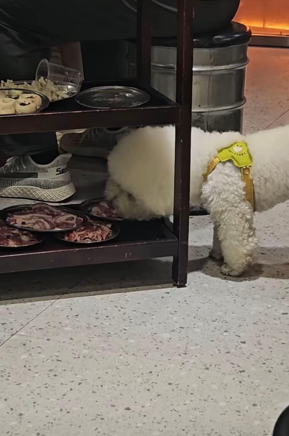 女带狗进餐厅吃饭，商家道歉！