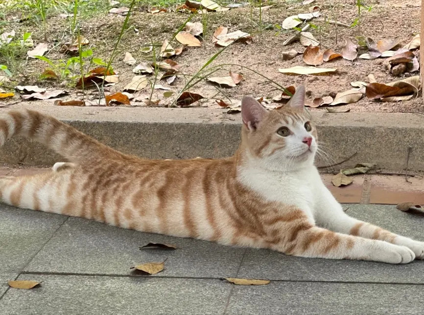 像一片叶子一样的猫猫小猫治愈世界​​​