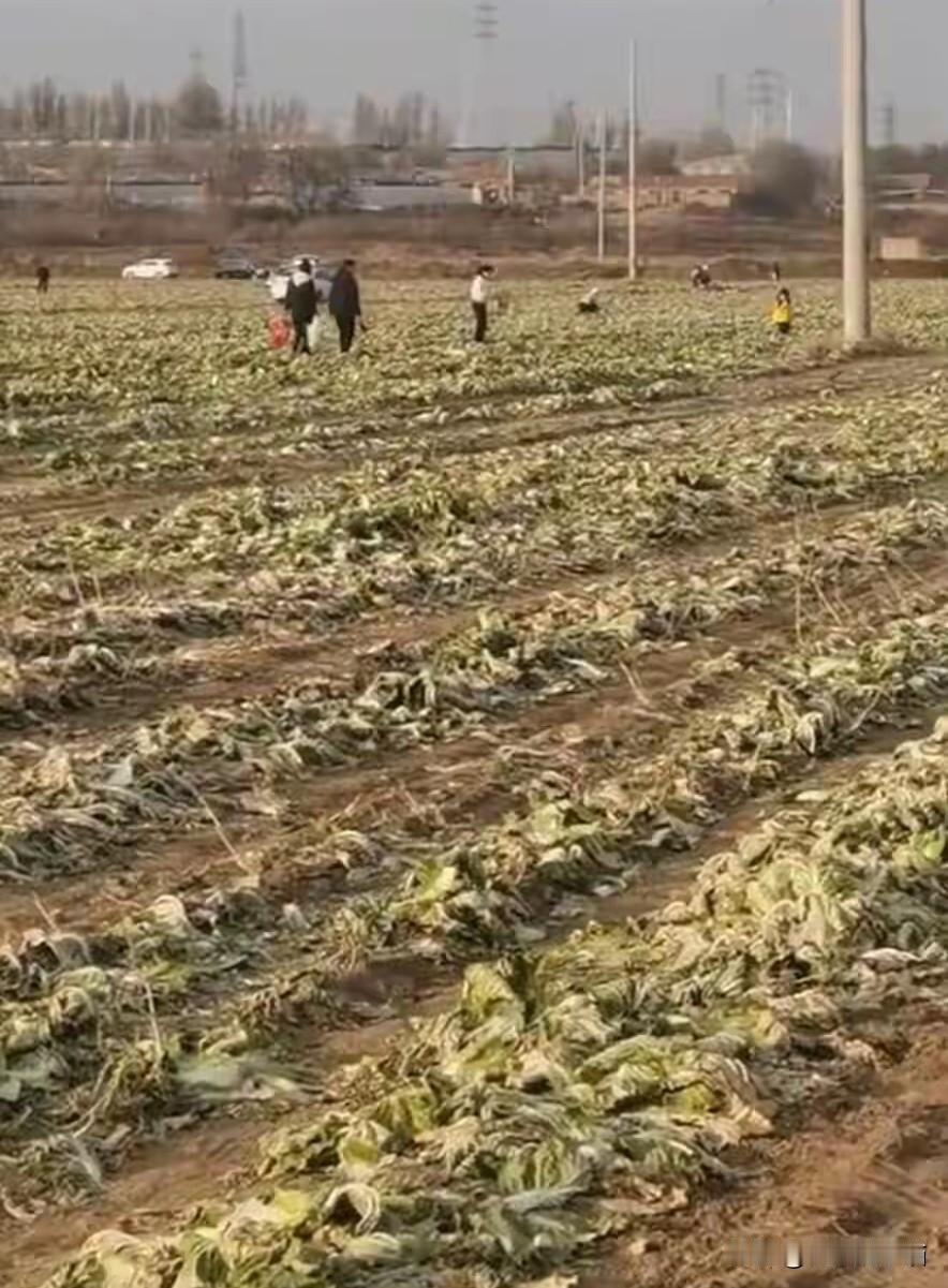 白菜哄抢事件：别让网络谣言与从众心理践踏权益内蒙古赤峰菜农近百万白菜遭哄抢