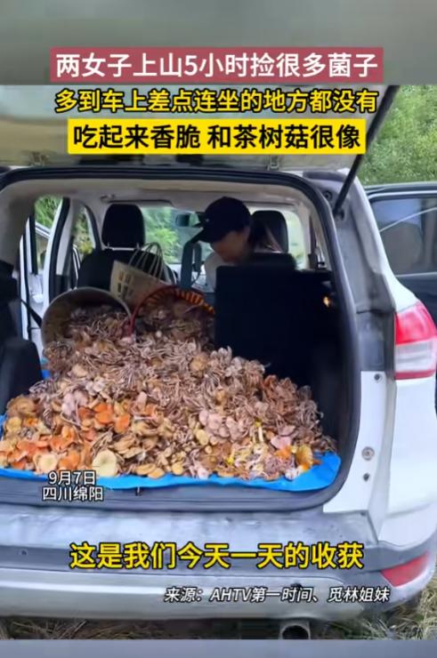 “赚大发了！”四川绵阳，两女子上山偶遇野生菌类，5个小时捡了100斤左右，放在车