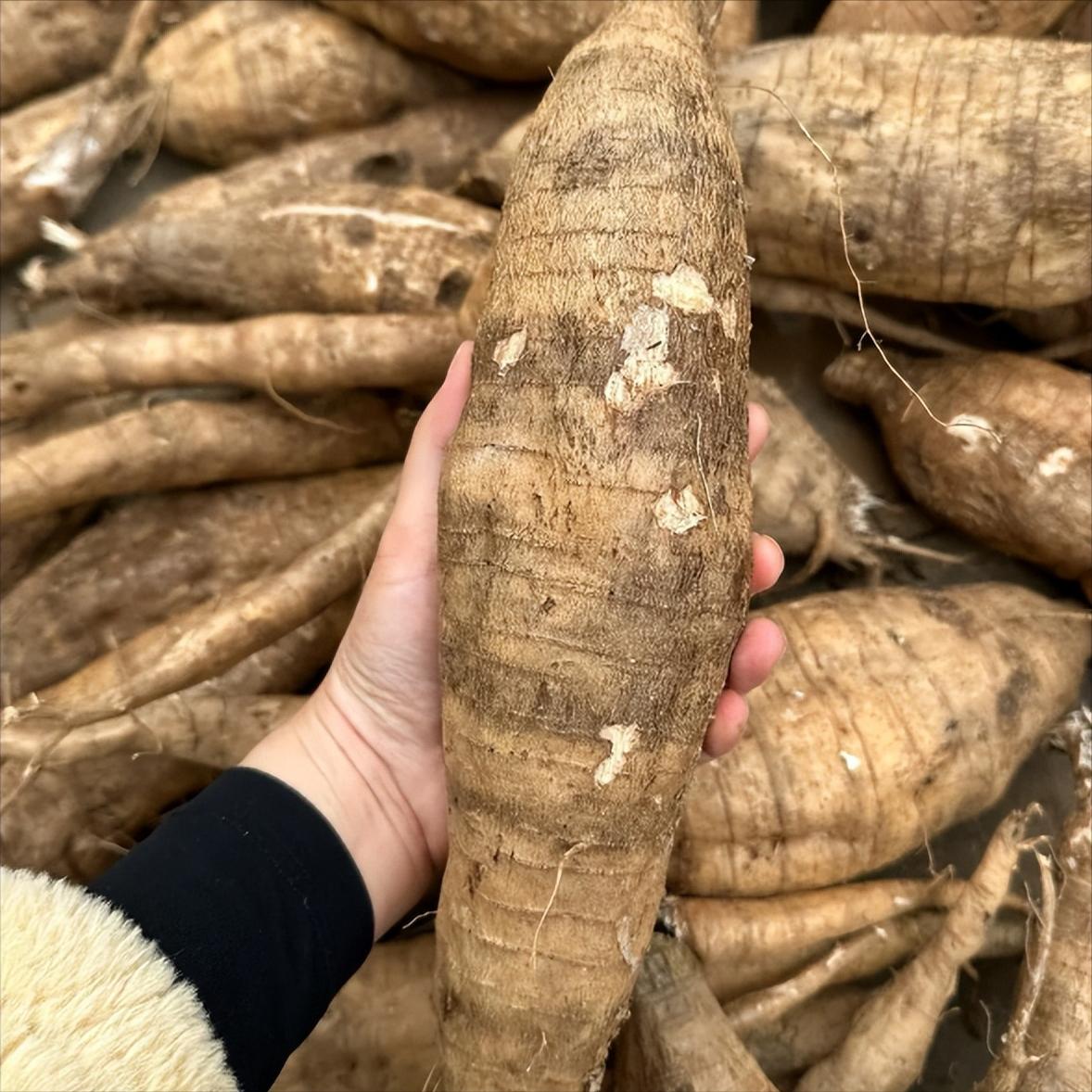 耳鸣最怕的“克星”找到了！每天吃一点，把耳窍慢慢“通”开常年被时响时