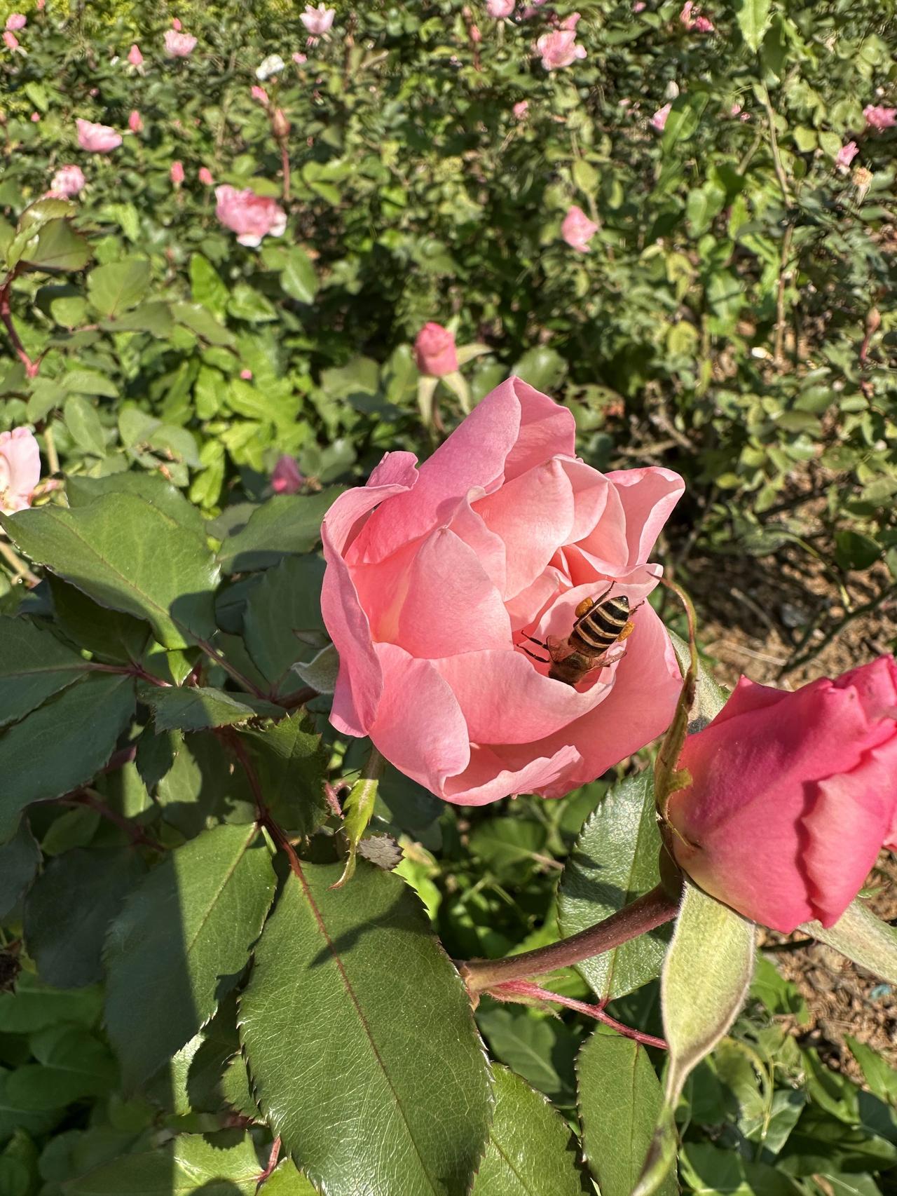 11月，年底了，退休前单位微信群里看到通知，在职人员在这个月除了工资还发了好多笔