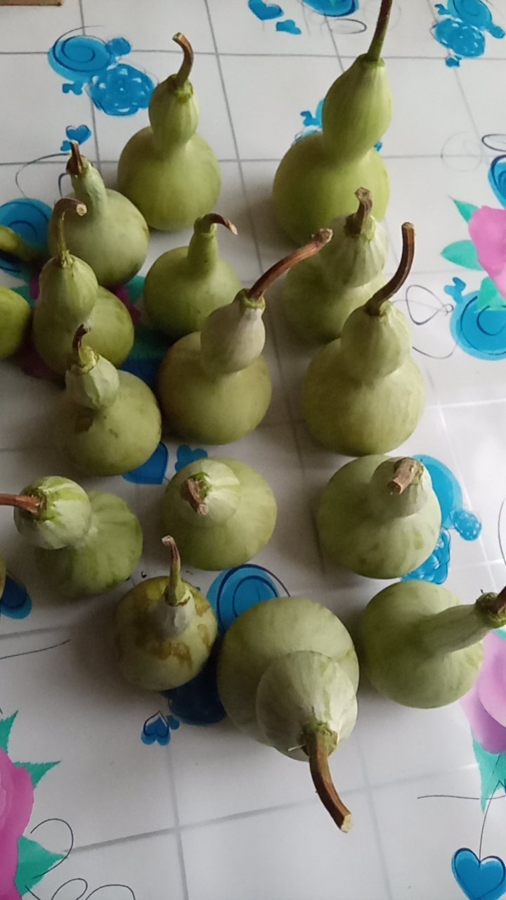哥种的葫芦​​​