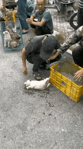 小狗因为太凶猛卖了半天也没卖掉，有人过来看的时候准备伸手摸它，谁知它跳起来就要咬