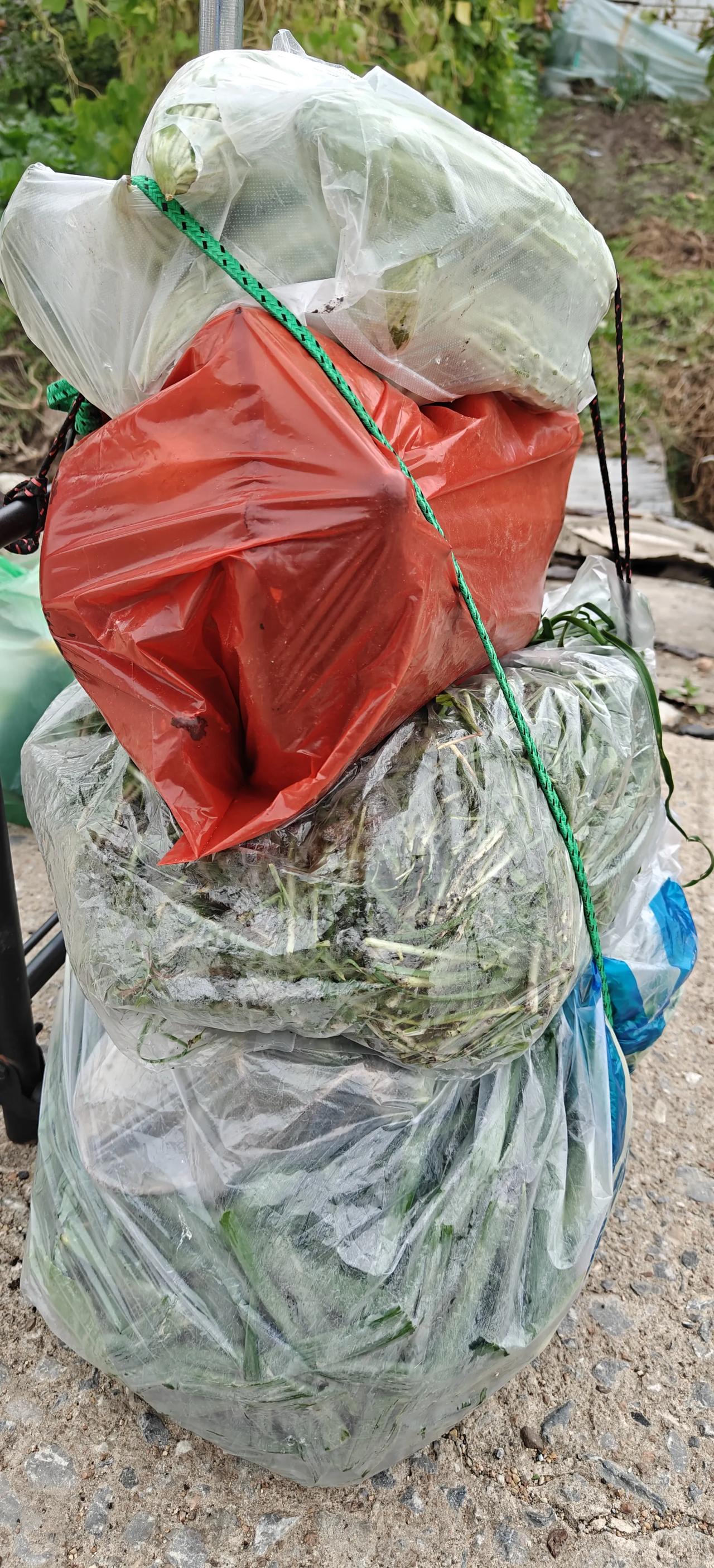 哎呦，老腰都直不起来了，快来看看我的收获吧！早上早点起来，做好饭吃完饭就拉着