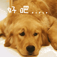 单身狗是🐶，舔狗也是🐶最终结果一样，都是很🐶