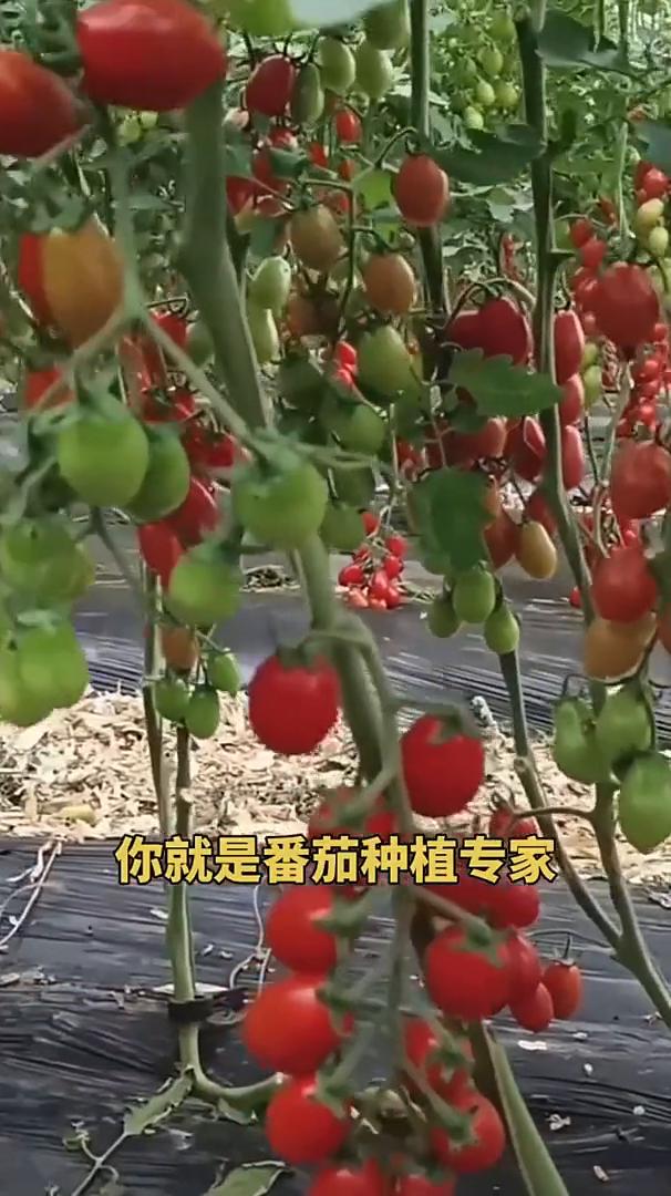 记住这个口诀，你就是番茄种植专家。苗期不补锌，病毒来入侵。花前不补硼，产量减五