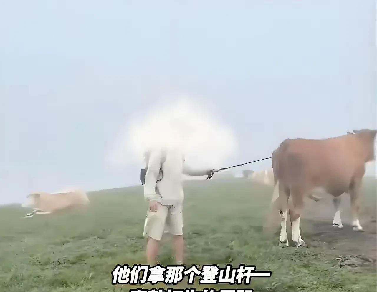 五台山被牛攻击的这几个人，他们实属活该！在佛山圣地，做出这么不堪的行为，真是污