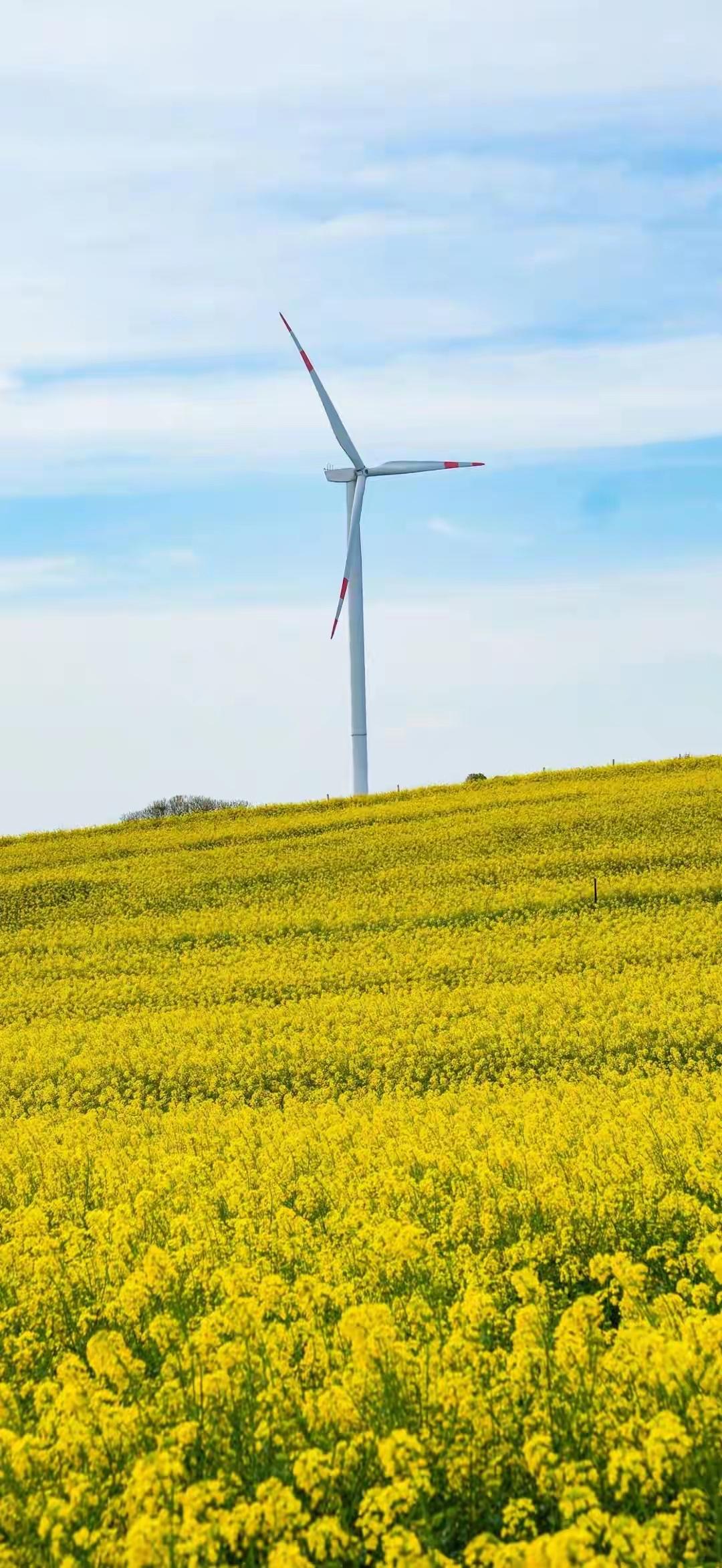清明假期走在路上，风车矗立在油菜花田中，风景真美！