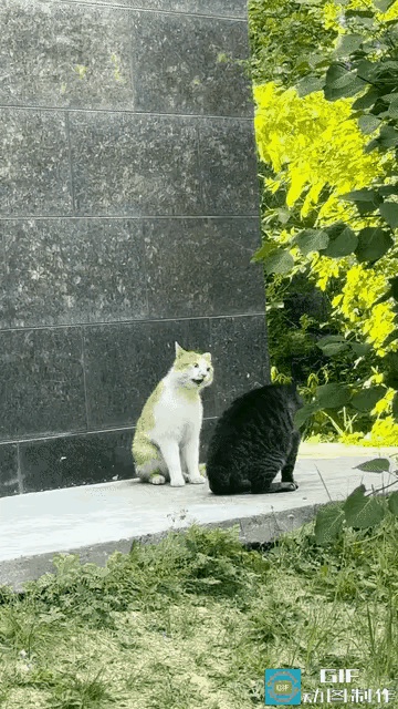 狸花猫丈夫在外面偷情被老婆三花猫捉到，三花猫怒目圆睁对着狸花猫不停的训斥。狸花猫