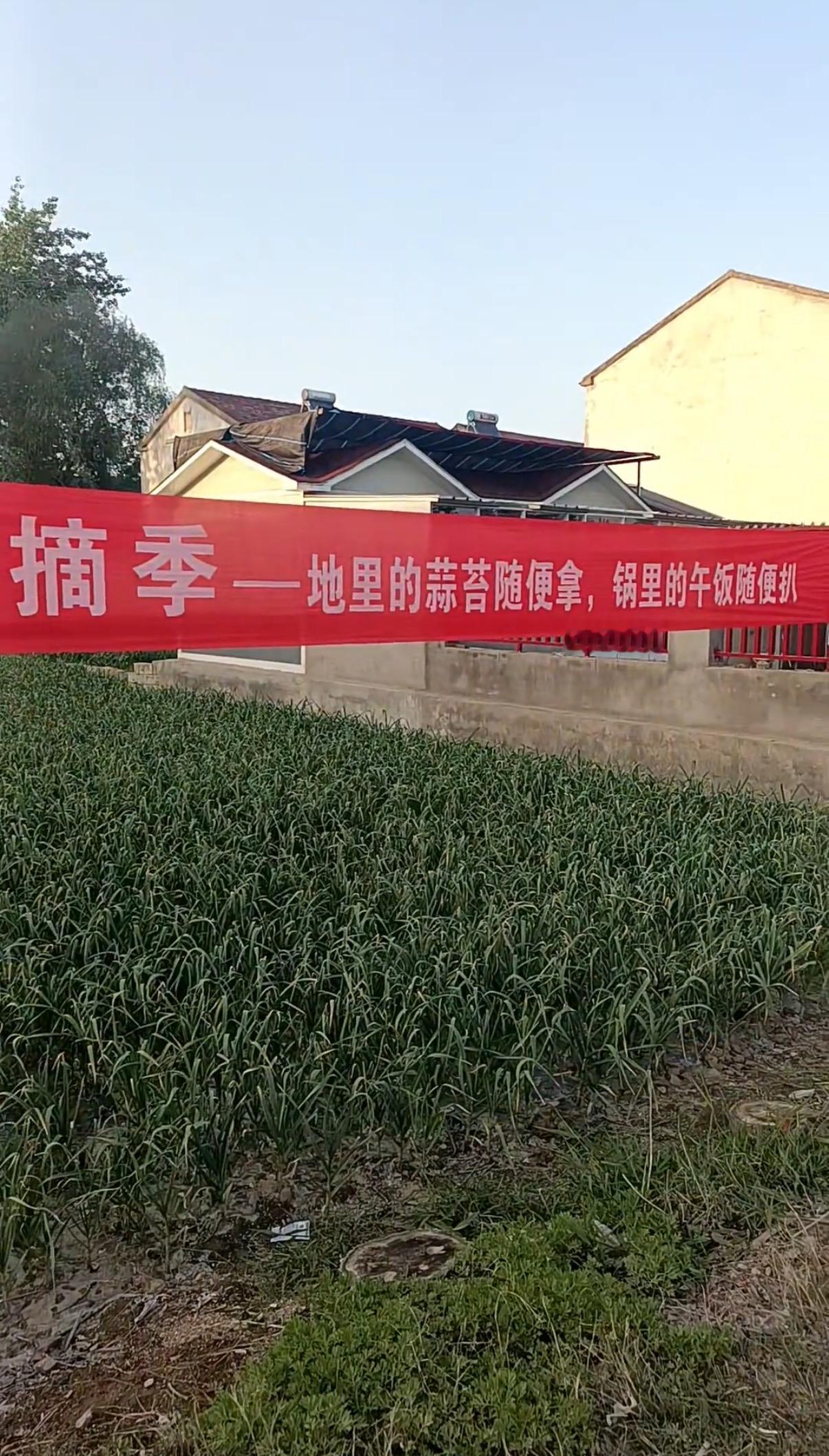 谁也没想到，江苏徐州一位种蒜大户的暖心一招，竟上演了一场接地气的乡村双向奔赴。百