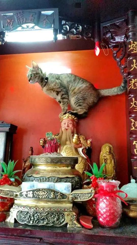 神猫捂嘴爆红！副驾碎碎念引共鸣，网友：这猫我家也得养一只自驾途中妻子喋喋不