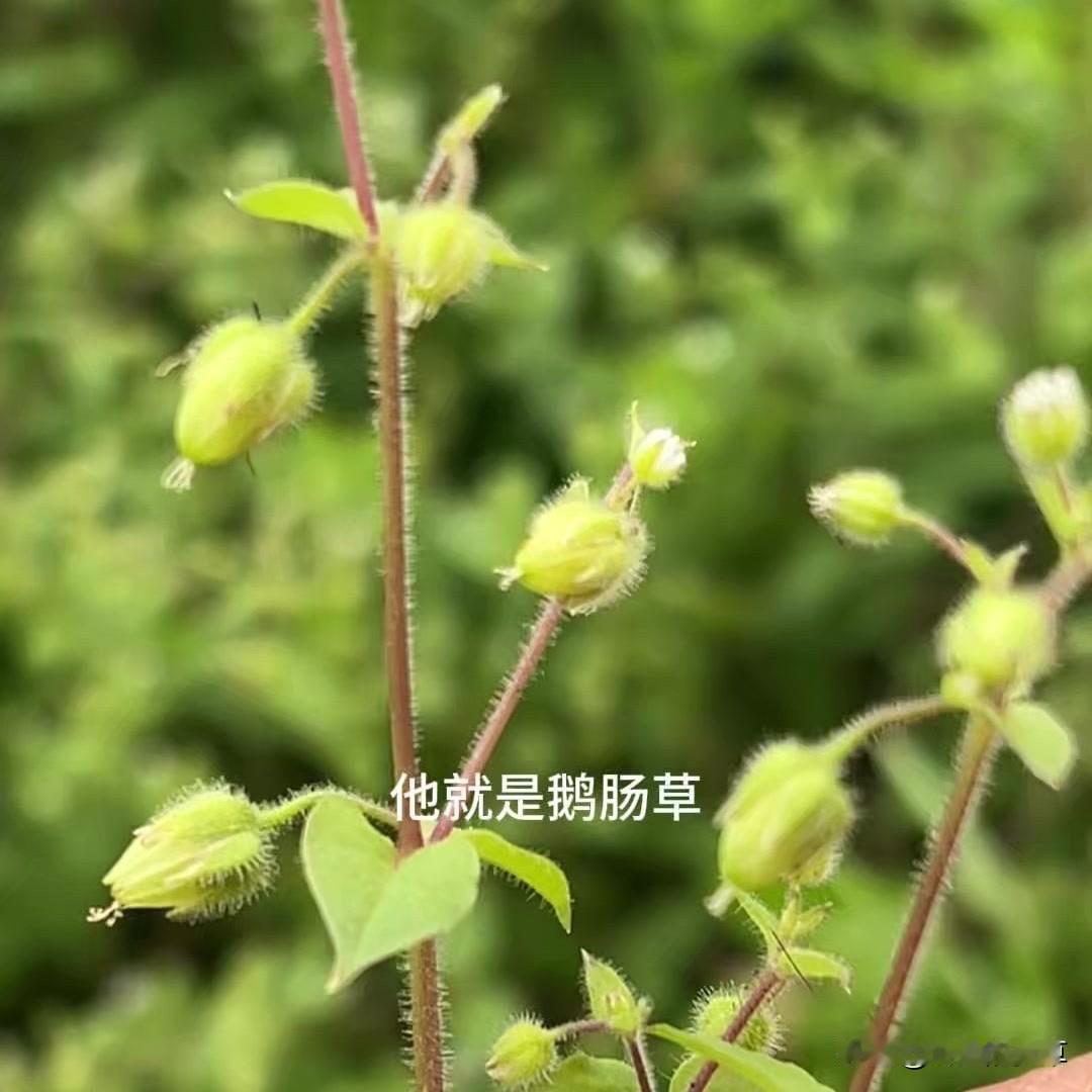 在地里有好宝贝？🌱菜地里遇到这种植物别拔！它叫鹅肠草，学名繁缕，懂行的人给钱