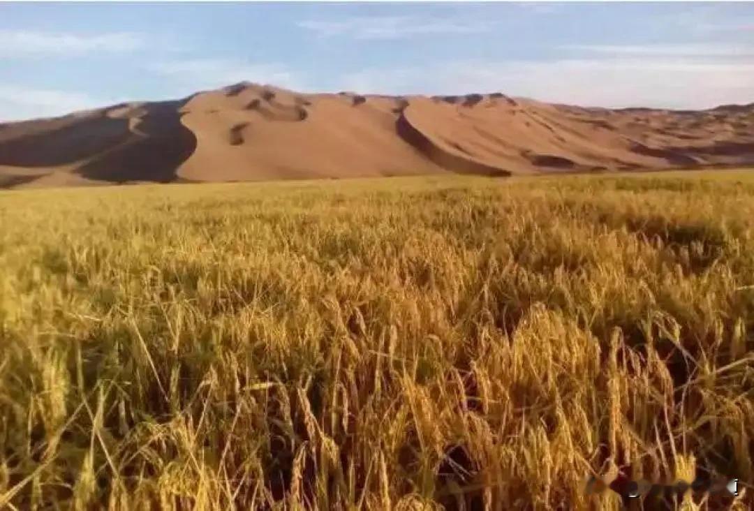 新疆沙漠飘稻香！4000亩盐碱地变粮仓，三大突破改写中国农业格局塔克拉玛干
