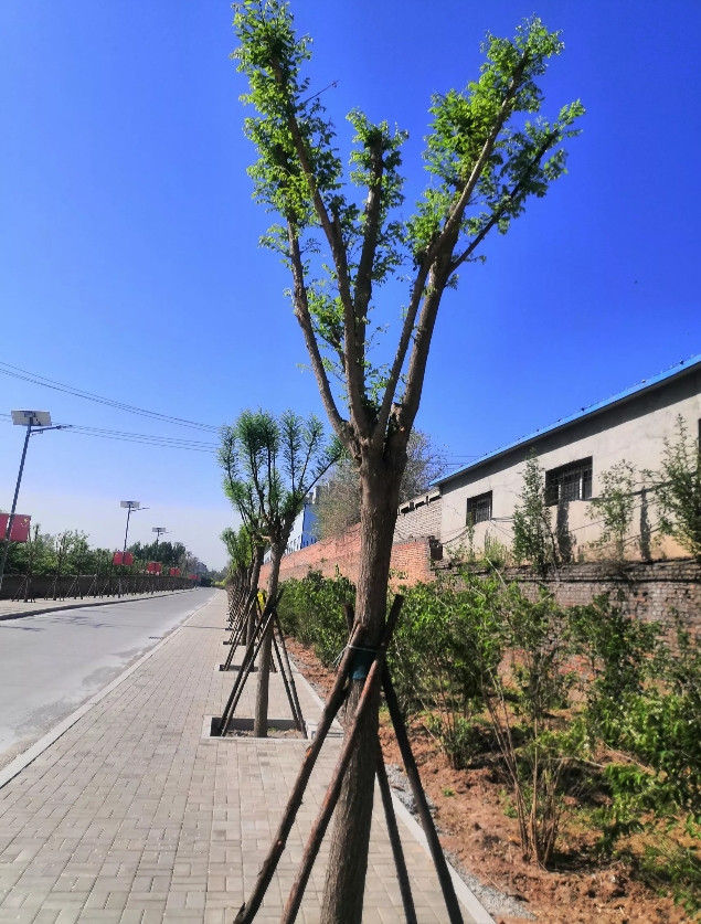 奇怪吧！多年观察发现，当年移栽的树，浇了水后，无论大小，当年都吐芽长叶，一片绿茵