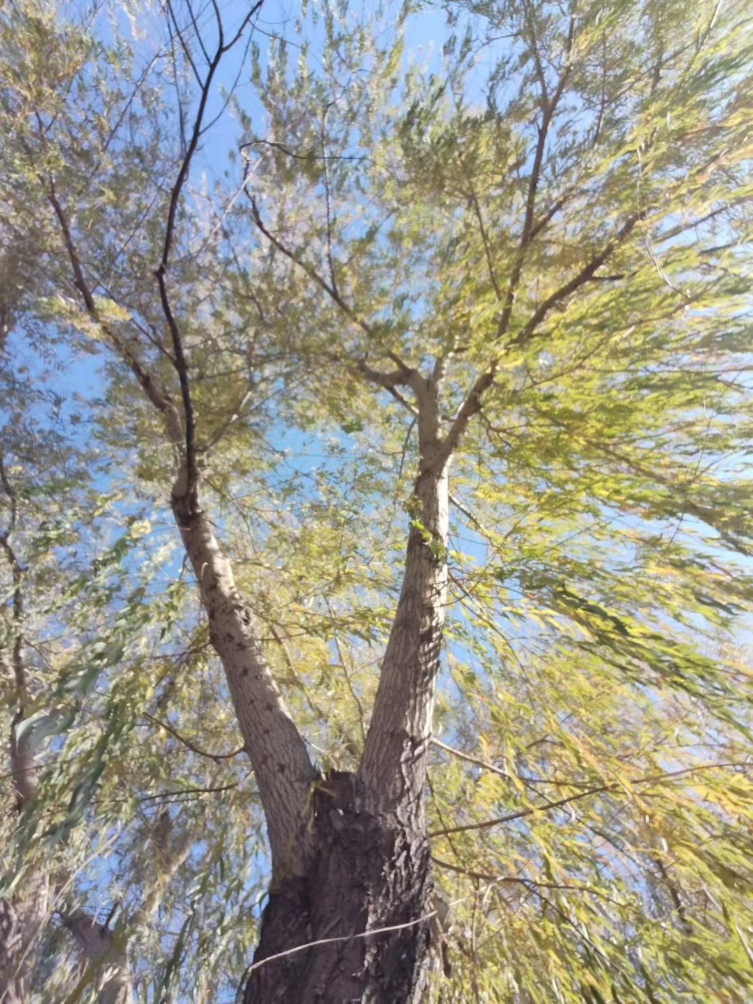 抬头瞅这树，枝桠叉得跟乱线似的，叶子半黄不绿，风一吹颤悠悠的。天倒是透亮的蓝，衬
