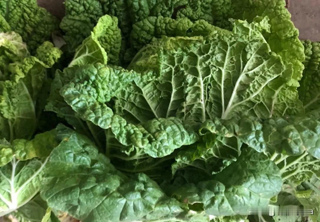 五块钱俩变一块多一斤！12月白菜价格狂飙，超市都卖断货了往年白菜多贱啊，今年