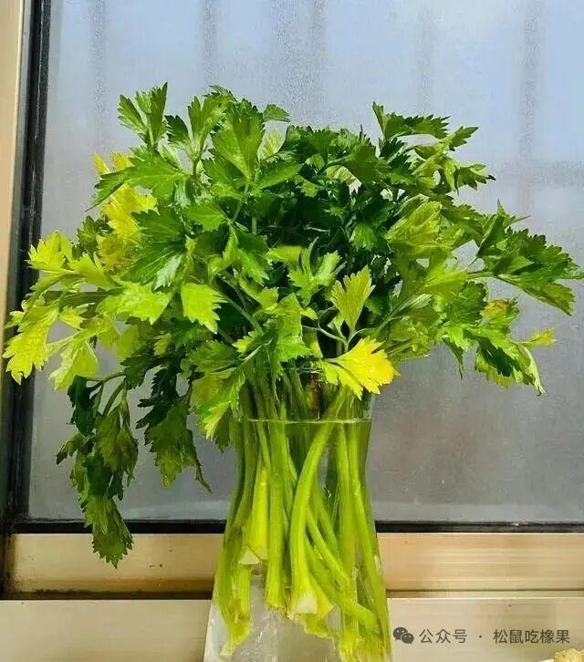 救命！蔬菜插花瓶美成网红盆栽？12种零失败水培法，植物杀手也封神2026开