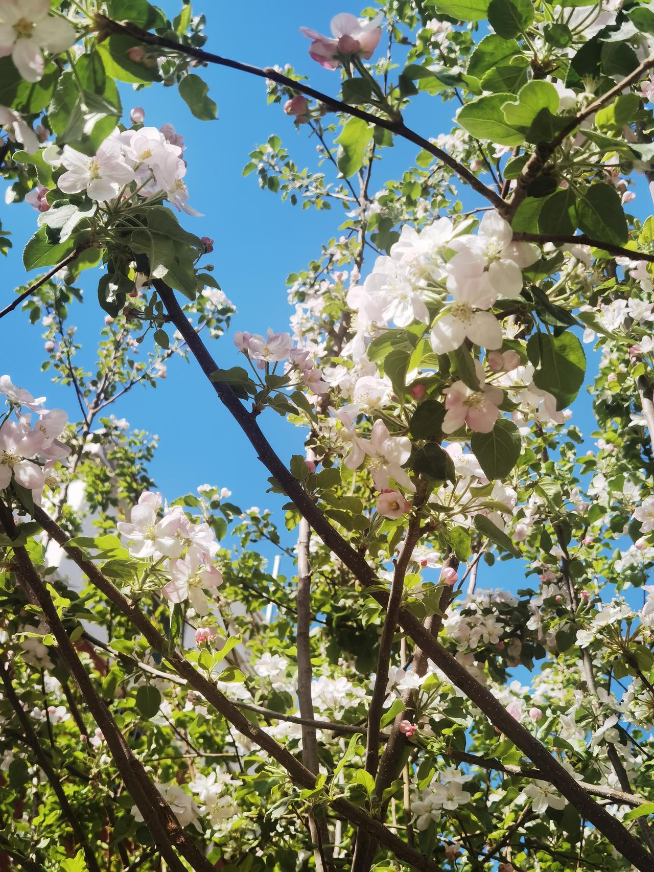 院内一棵苹果树开出一树小白花一朵小花结个果秋天才能吃苹果