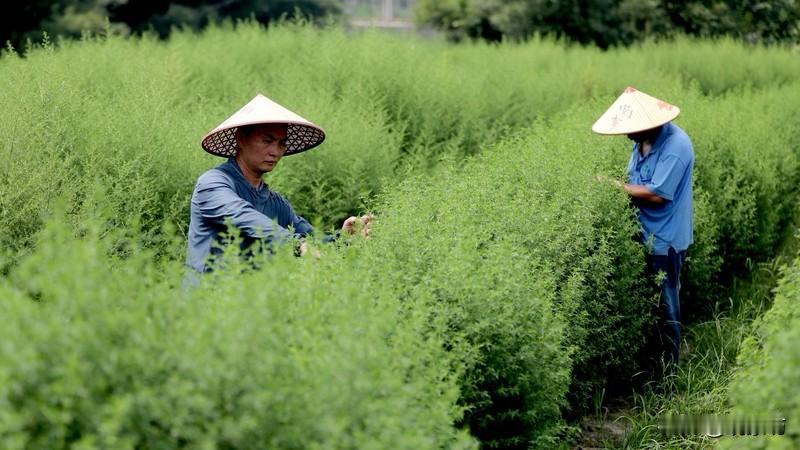 墙里开花墙外香的四位中国名人屠呦呦，这位执着的药学家，在青蒿素的研究道路上跋