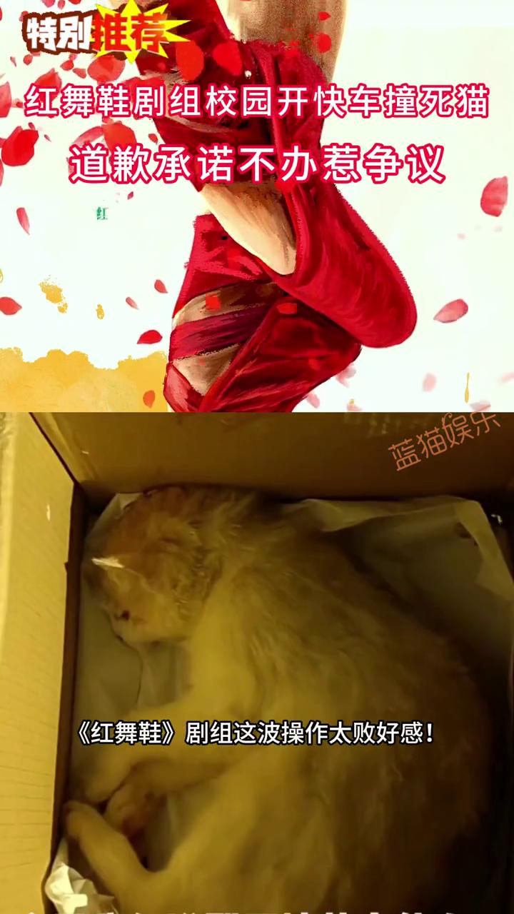 剧组校园开快车撞死猫，道歉承诺不办惹争议。步行区超速碾死校园团宠，司机甩锅