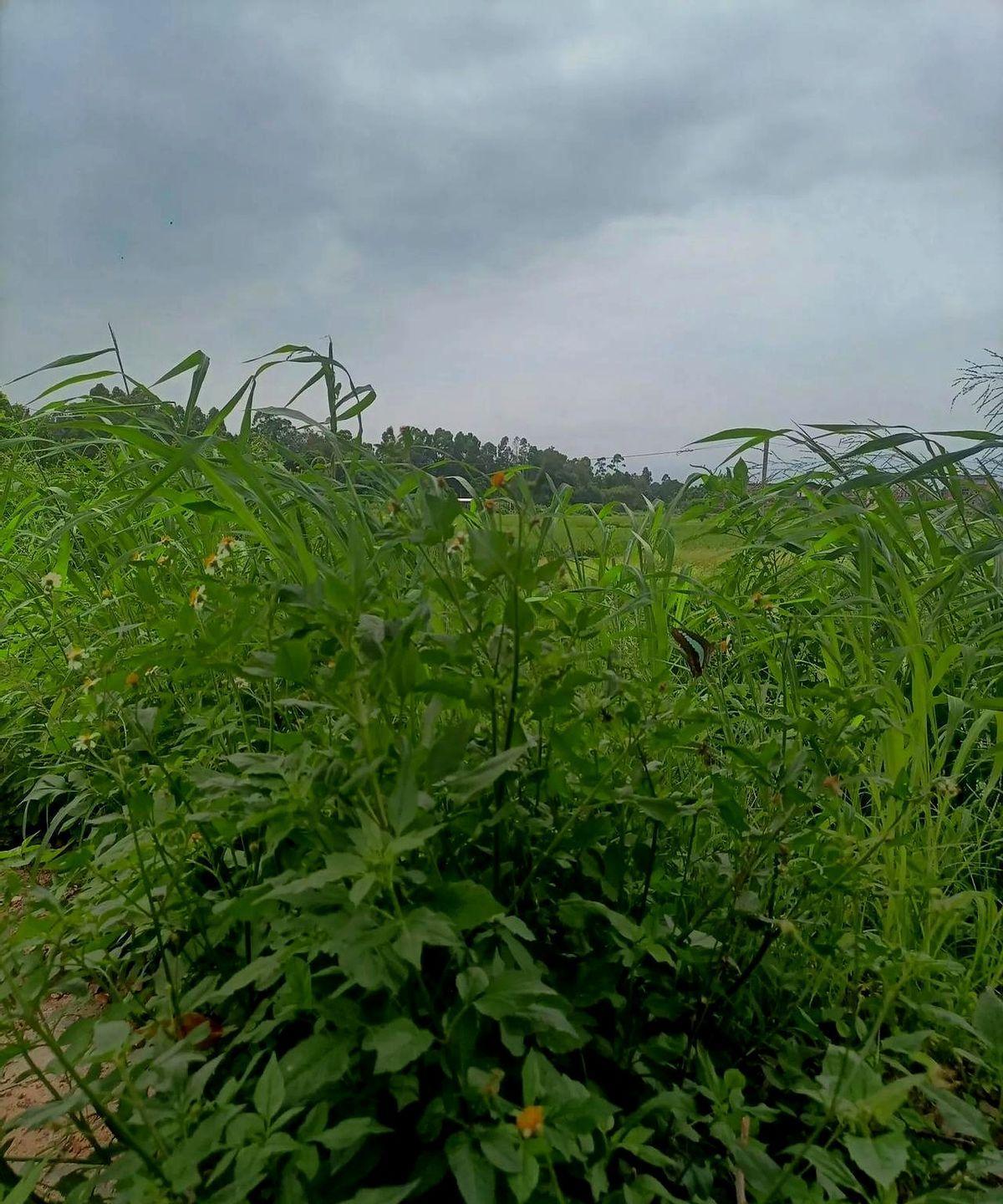 我今天给滴滴司机差评了，其实都是为两餐为生活奔波，真不想投诉的，可是这服务态度，