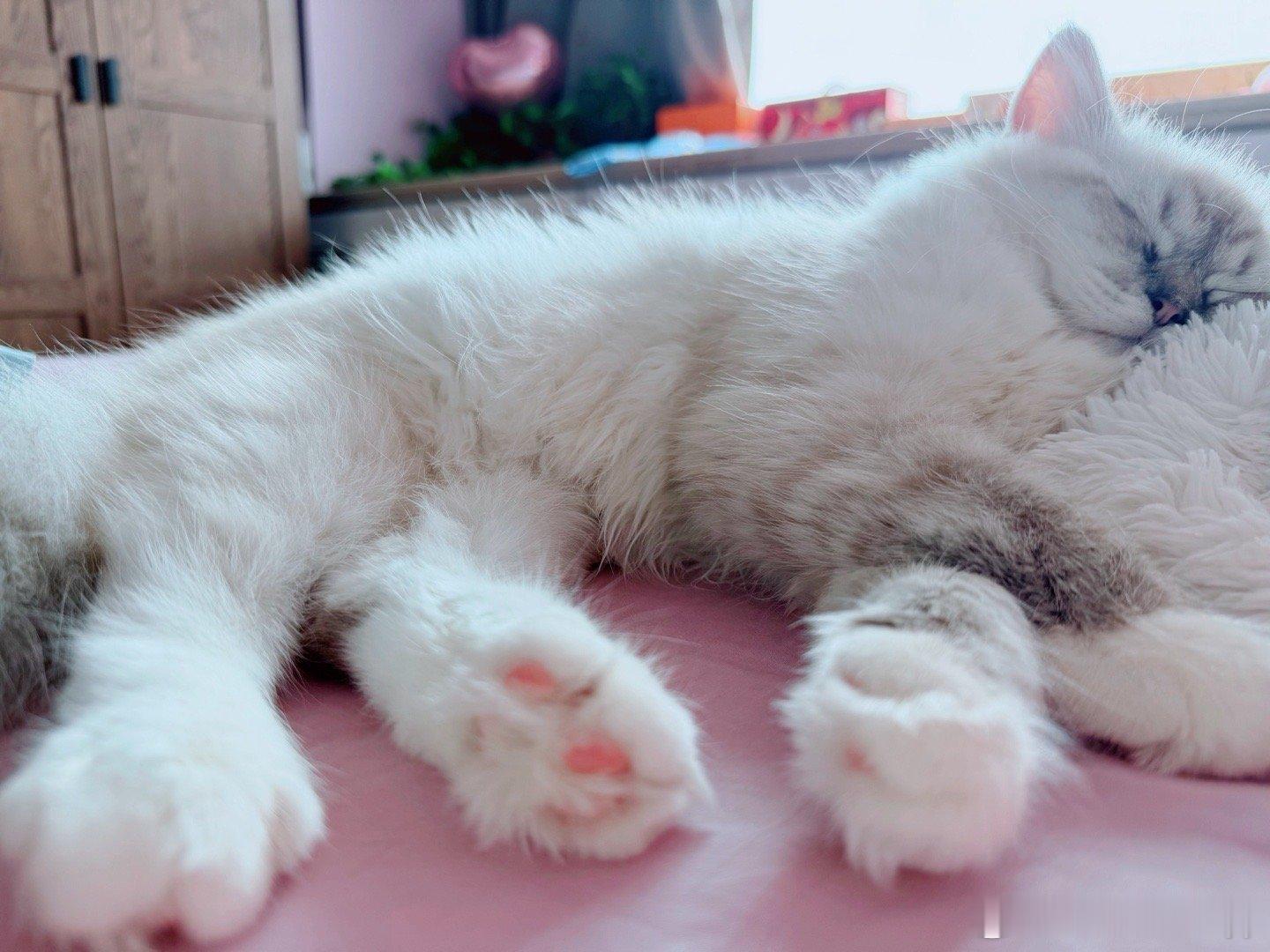 原来小猫是扁平足我们常见的猫猫走路时候，其实都是脚趾在走路，就是所谓的踮脚走路～