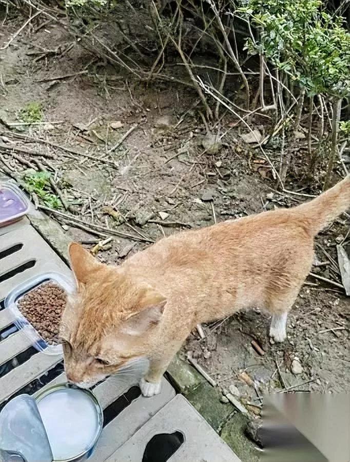 别轻易喂流浪猫！为啥？它们会认人我试过在楼下放猫粮，后来就甩不掉了。它们