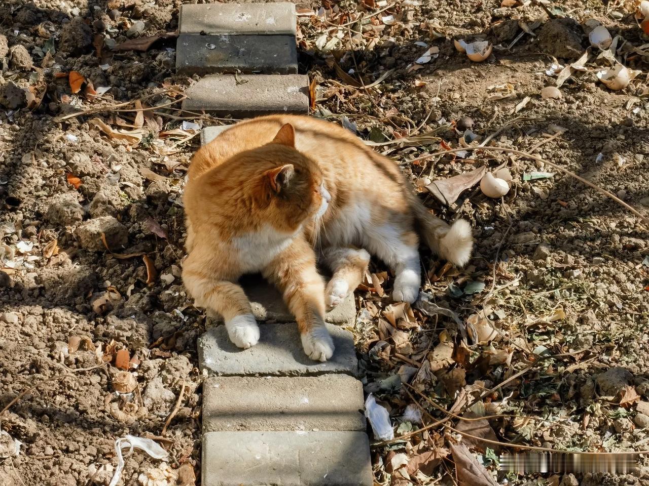 分享一下家里猫猫的昵称我家的猫咪，叫胖橘子！