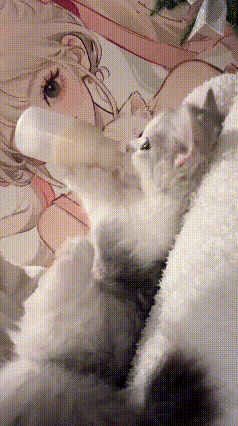 注意看俺家这小奶猫，可算学会自己喝奶了，再也不用我手把着喂。瞧它自己抱着奶瓶，小