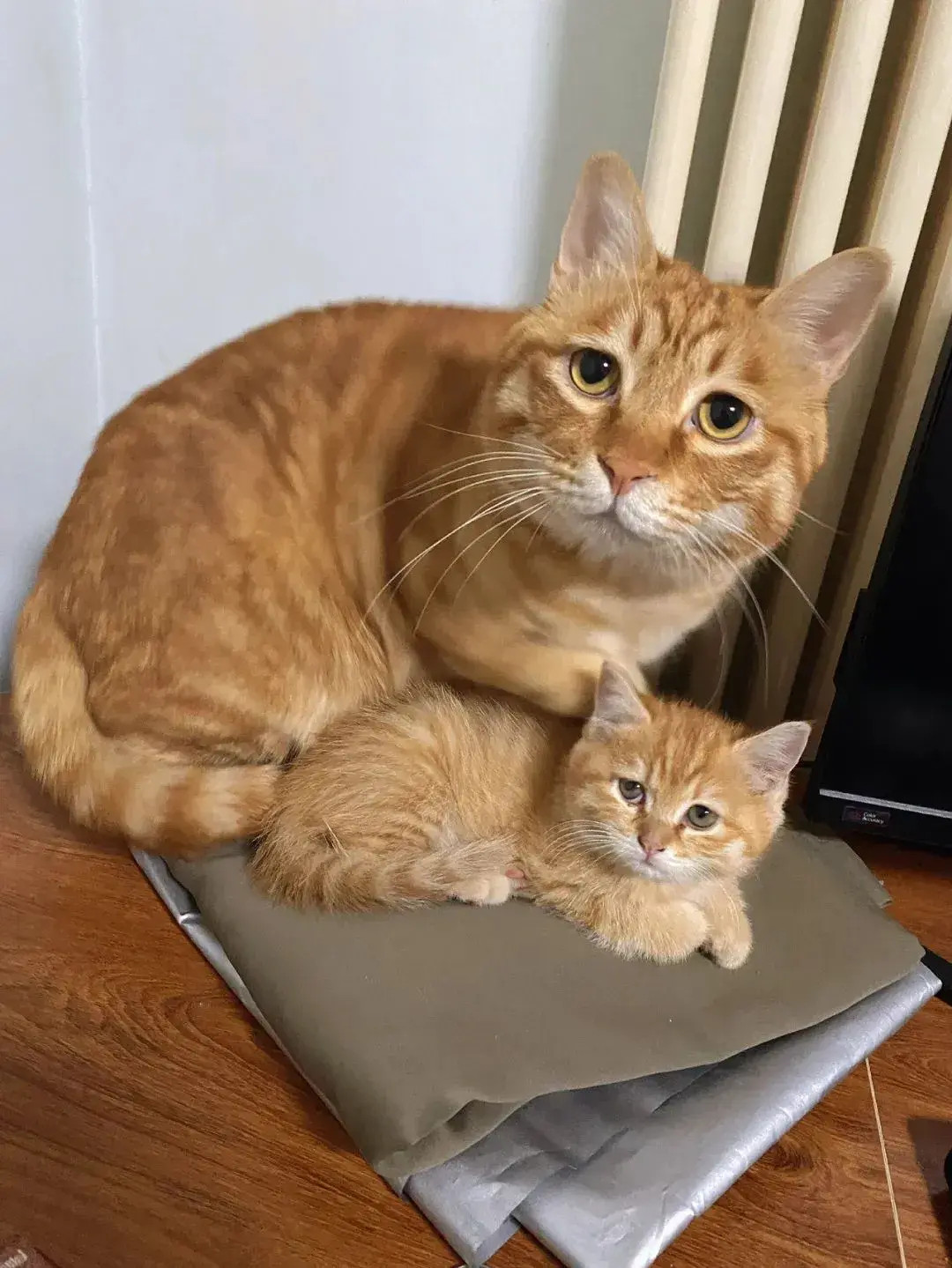 都说女儿像爸爸，我看过像的，没看过这像的[捂脸哭]