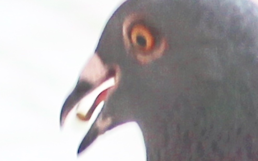 鸽子怎么喂才肥 12855332717345735664.jpeg?id=0