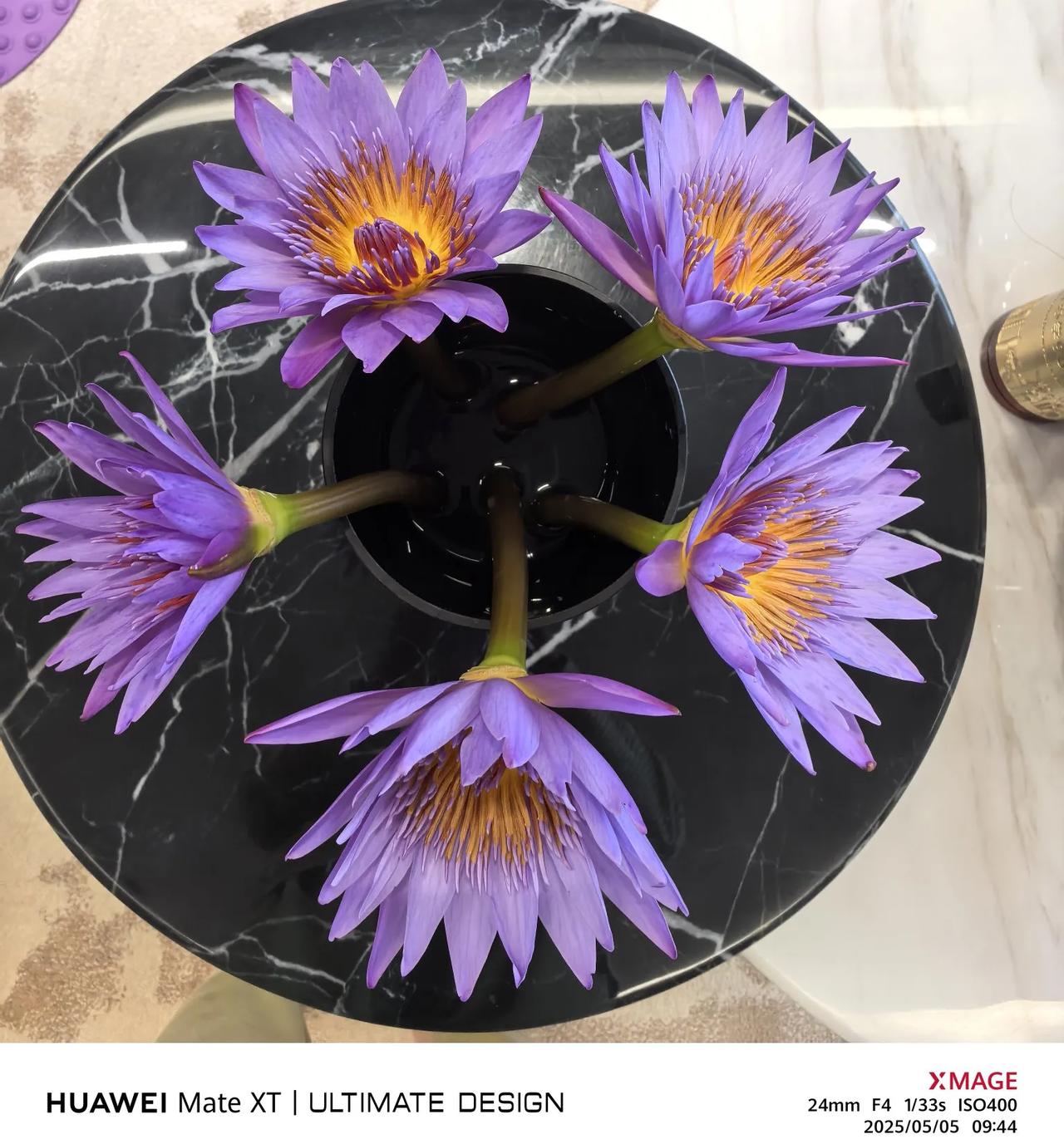 在拼多多五毛钱买的五支睡莲，今天开得越发娇艳动人了！完美开花花卉达人优选物