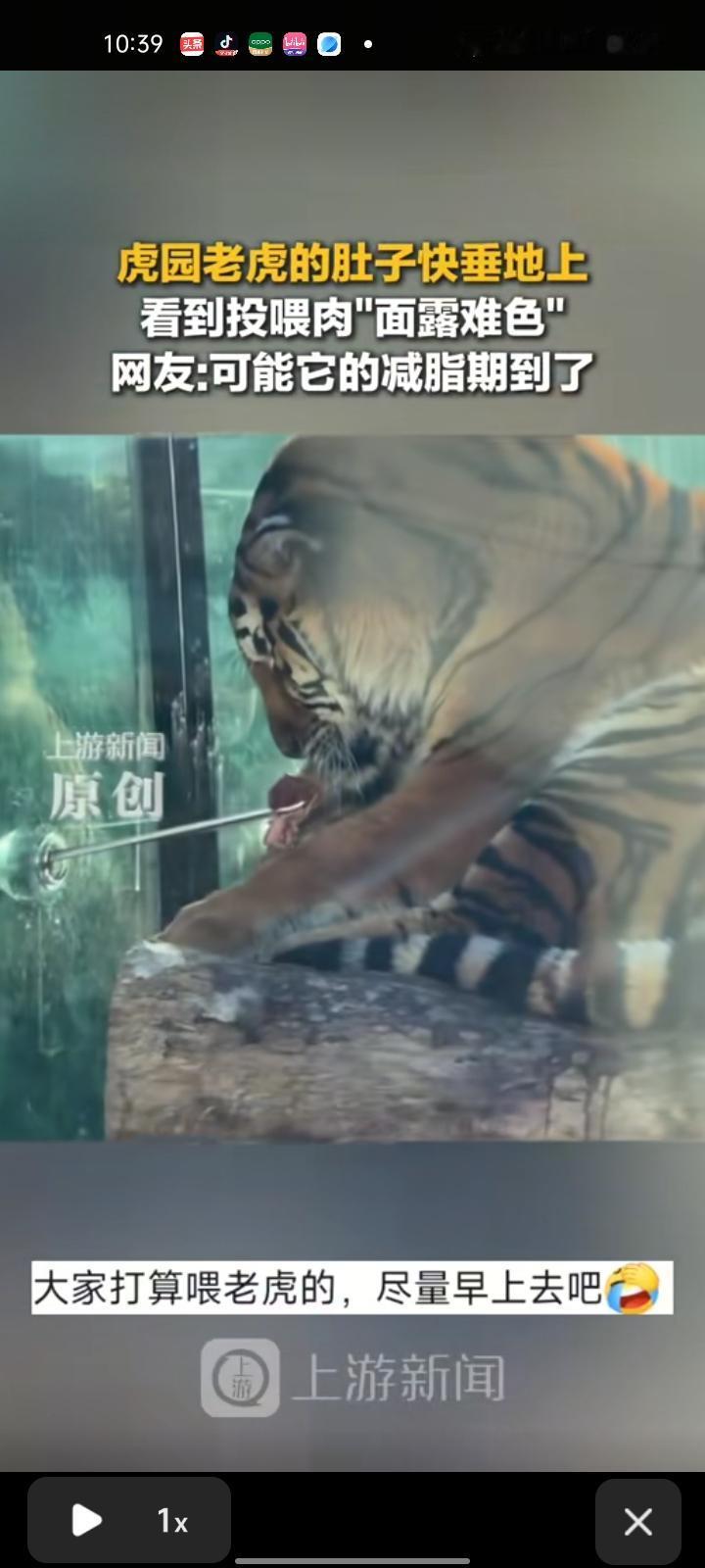 1月9日，黑龙江哈尔滨。网友发视频称，老虎的肚子快垂到地上，面对游客投喂肉时很不