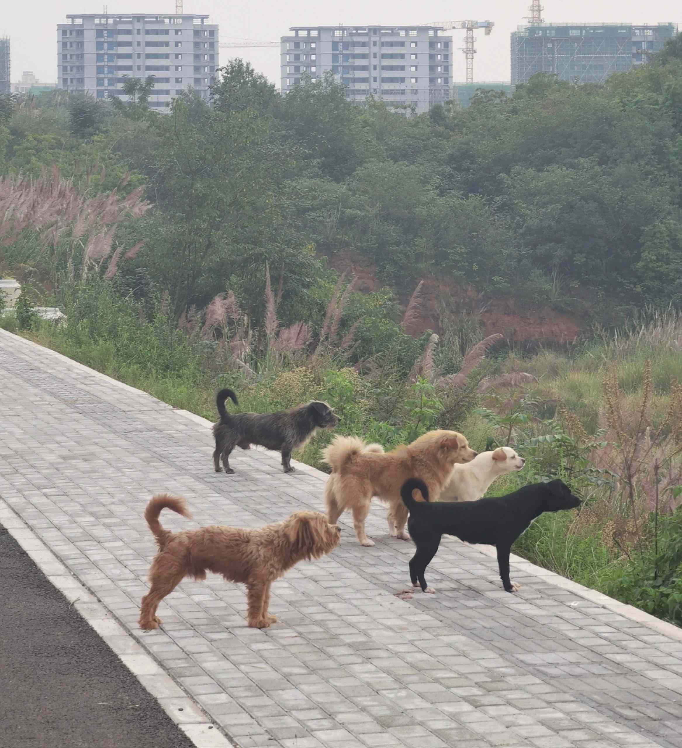 真的很好奇狗狗们没有手机每天是怎么约在一起出去玩的