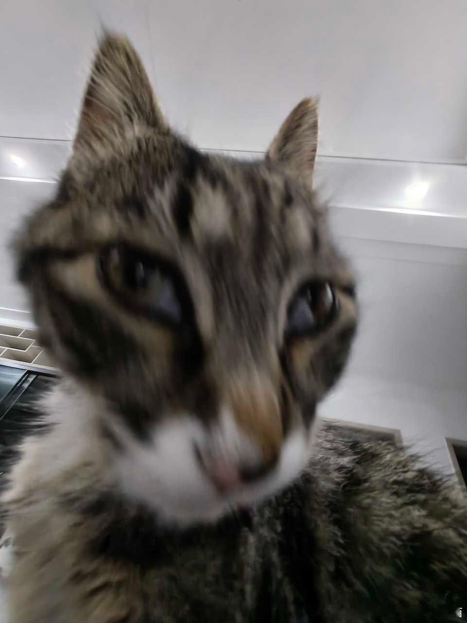 49850【丑猫】能抓拍这种照片的猫和人都是有实力的