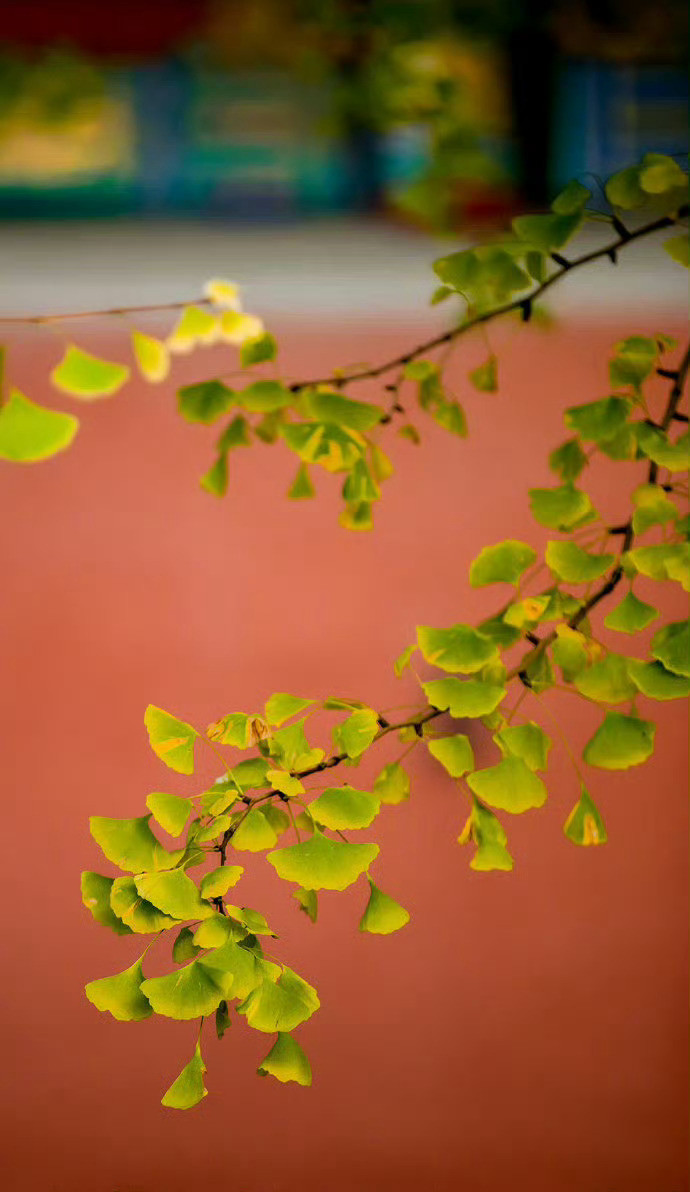 北京故宫的秋天，充满了诗情画意。​​​​