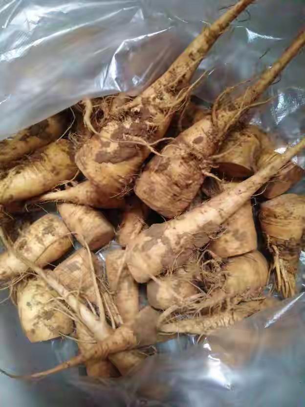 辣菜旮瘩，撇咧，蔓菁，洋姜，大萝卜，傻傻分不清楚。世界真奇妙。芥菜疙瘩头