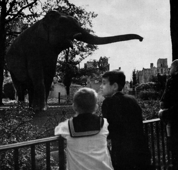 1945年，柏林，城市废墟中的动物园大象