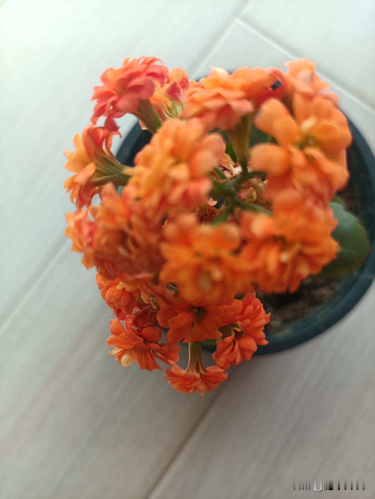 以下3盆长寿花，都是橘红色的，是今年我买的新品种，买回来是小苗，没有标签，现在开