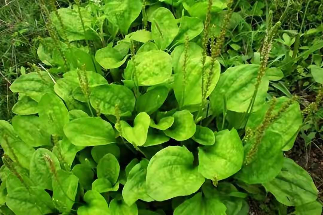 老一辈常用的车前草，简单煮一煮，上通下顺，一身轻松。在乡间小路、田埂地头，
