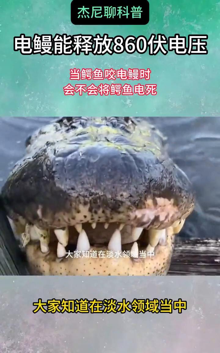电鳗能够释放八百六十伏电压，当鳄鱼咬到电鳗的时候会不会将鳄鱼电死？大家知道在淡水