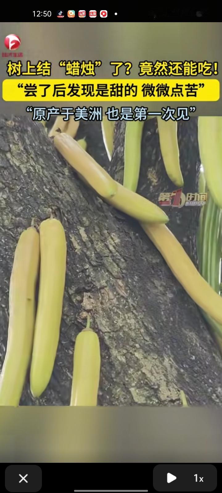 12月6日，广东广州。网友发视频称，大树上结“蜡烛”，而且还能吃，味道微苦但很甜