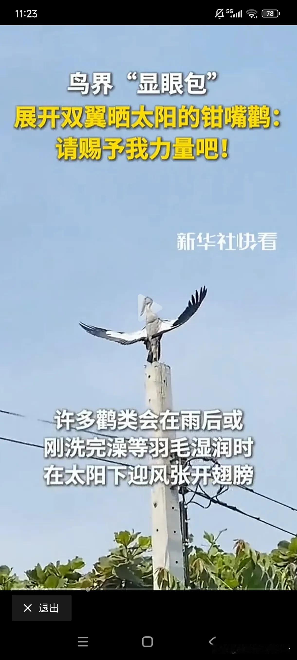 偶滴神啊，请赐予我力量吧！看看，这就是鸟界鼎鼎有名的“显眼包”，它叫钳嘴鹳，喜
